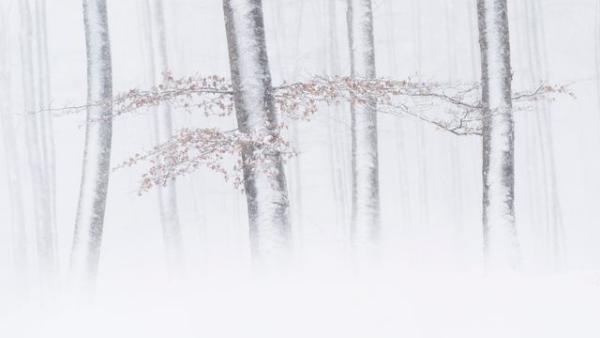 Urbasa, foto conceptual de árboles bajo la escarcha
